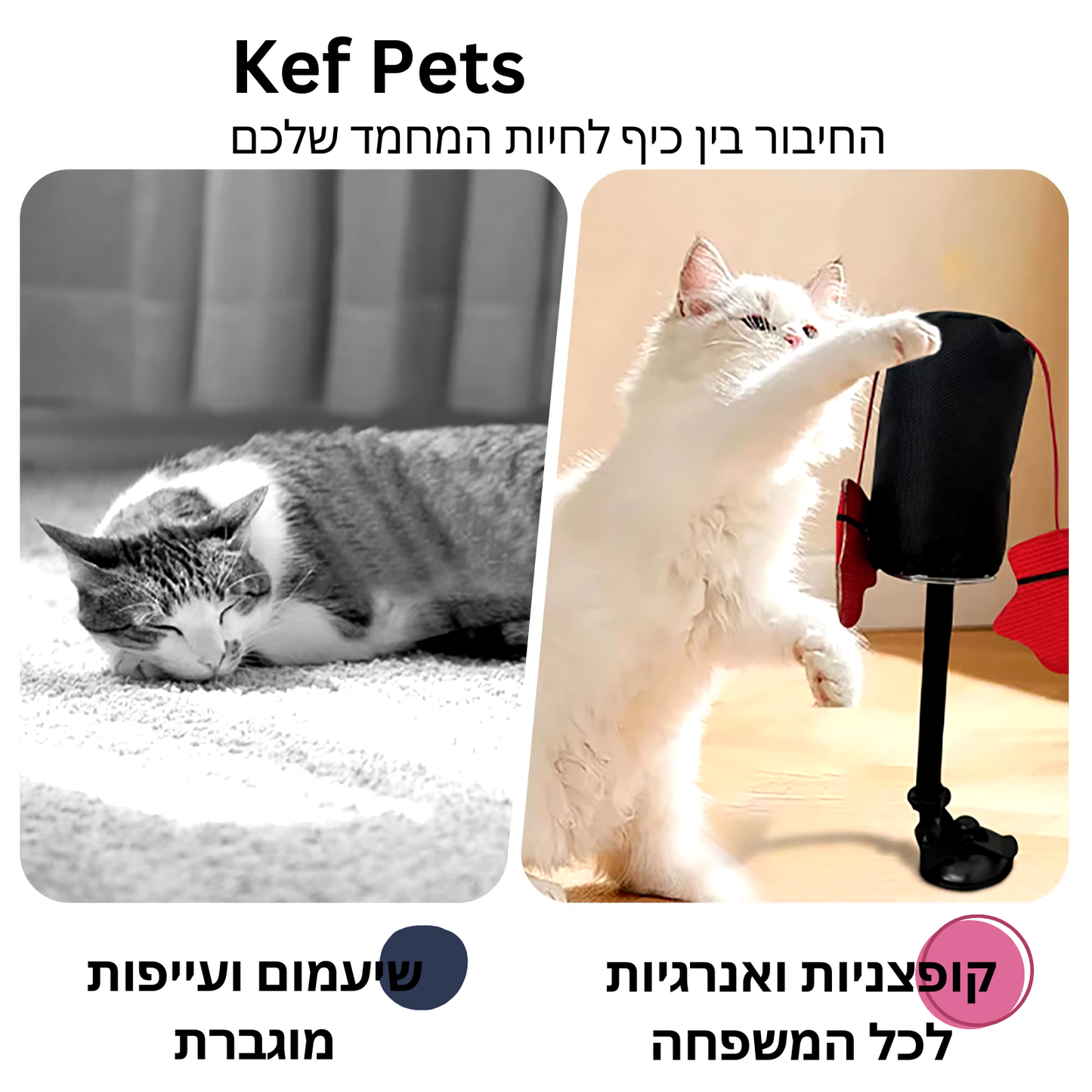 צעצוע אגרוף אינטראקטיבי לחתול עם קאטניפ – לשמור את החתול פעיל ומרוצה!