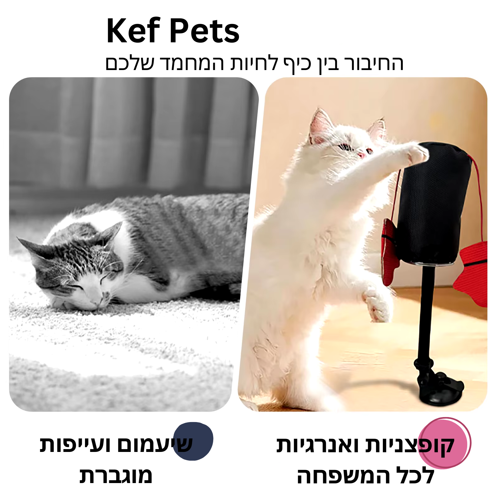 צעצוע אגרוף אינטראקטיבי לחתול עם קאטניפ – לשמור את החתול פעיל ומרוצה!